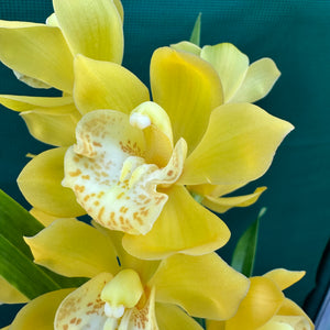 Orchid - Cymbidium ‘Tracet Reddaway Sungold’ NEW