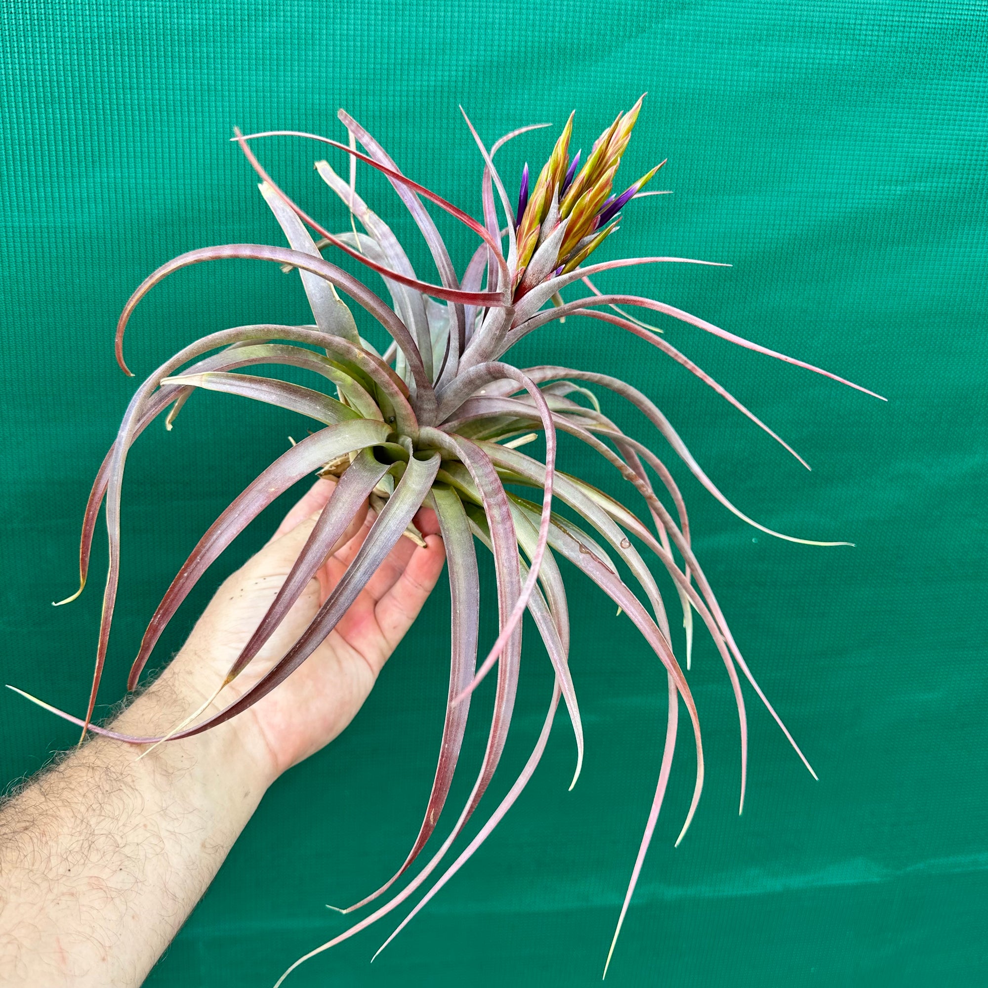 Tillandsia - rothii x capitata ex. HN