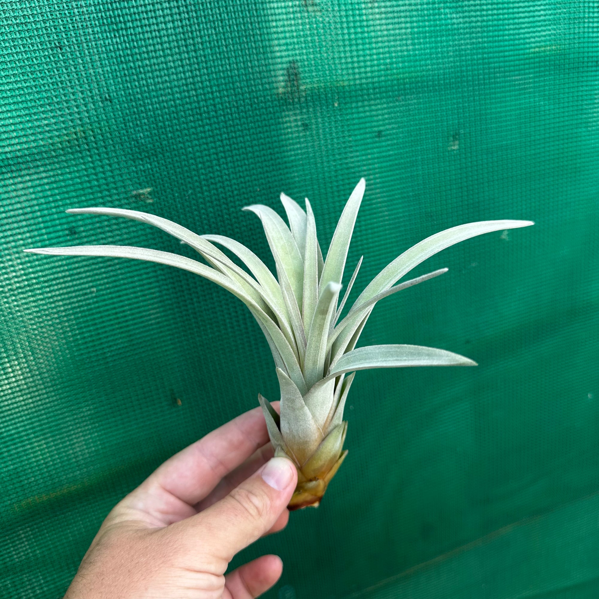 Tillandsia - zacapanensis ex. PT NEW