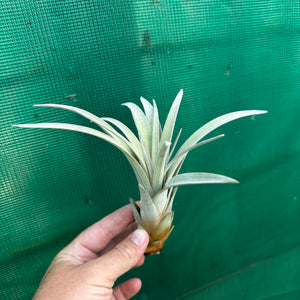 Tillandsia - zacapanensis ex. PT NEW