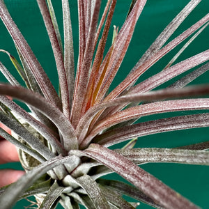 Tillandsia - Curra ex. BD NEW