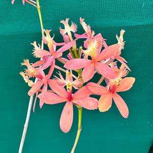 Epidendrum ‘Joseph Glow Hilpos’ NEW