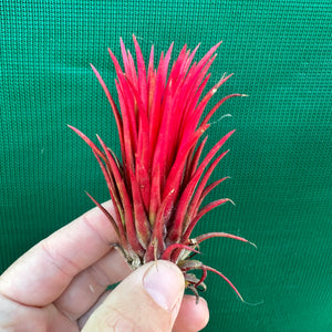 Tillandsia - ionantha 'Two Tone' ex. RFI NEW