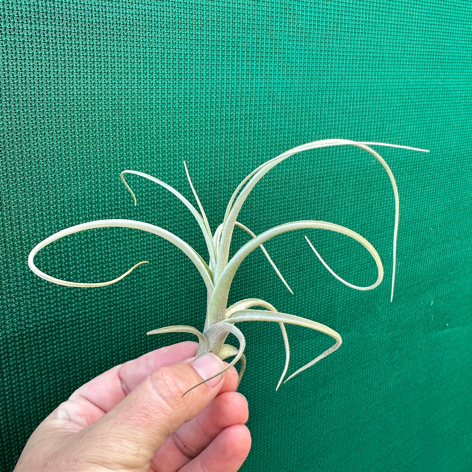 Tillandsia - Robinson’s Delight ex. GN