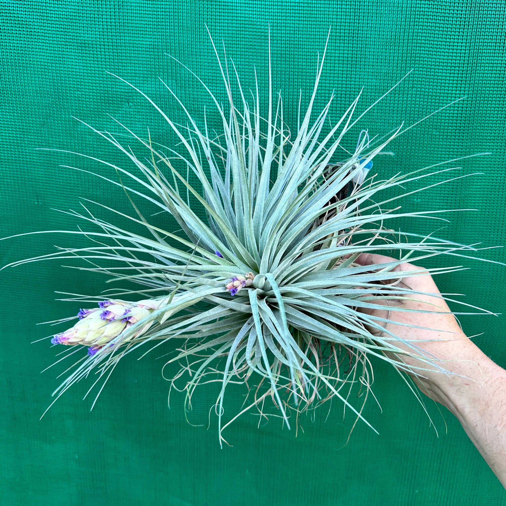 Tillandsia - Gardicta ex. CL