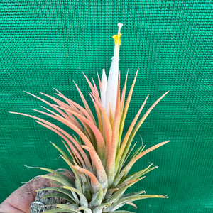 Tillandsia - ionantha 'Orange Knight' ex. Holm