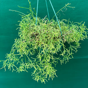 Rhipsalis cereuscula - R4