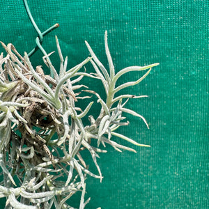 Tillandsia - capillaris ‘Silver Form’ NEW