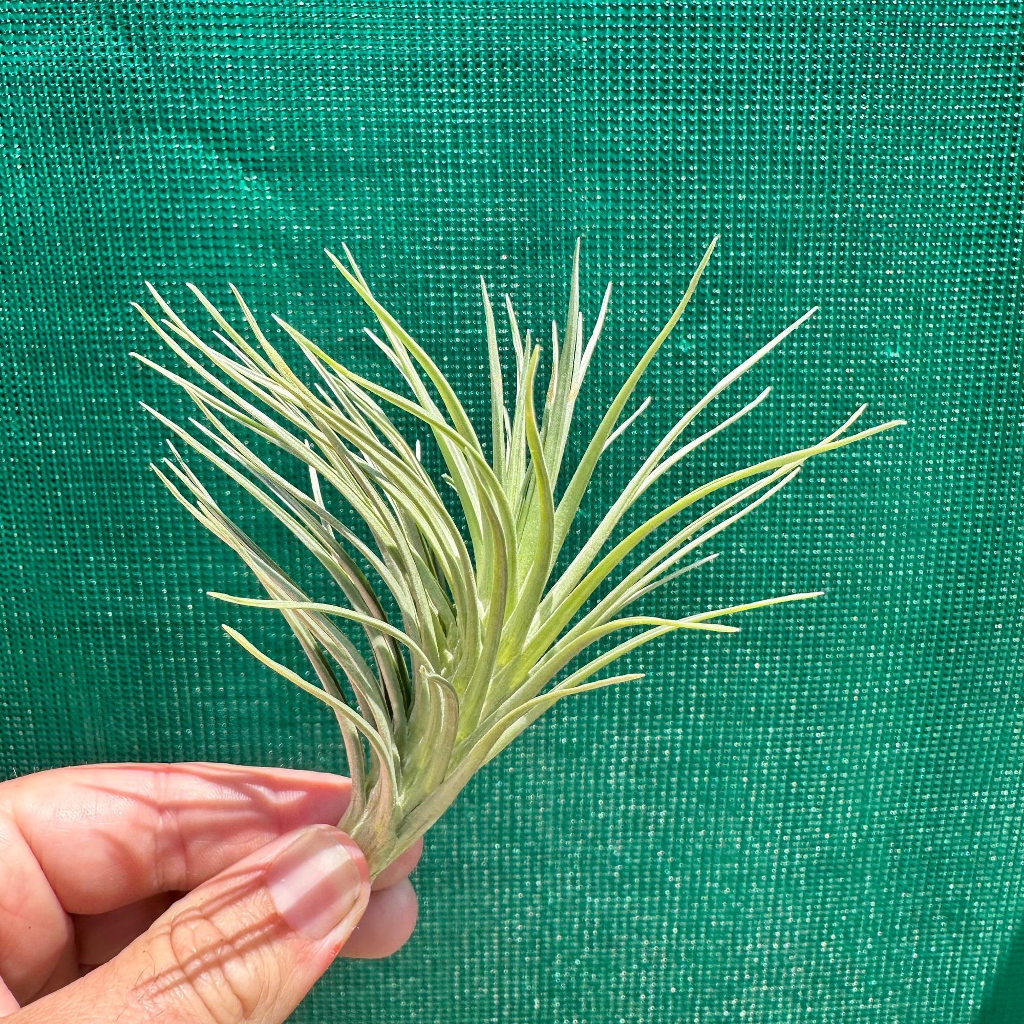 Tillandsia - tenuifolia ‘Valhalla S. Africa’ ex. PT NEW