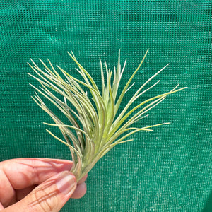 Tillandsia - tenuifolia ‘Valhalla S. Africa’ ex. PT NEW