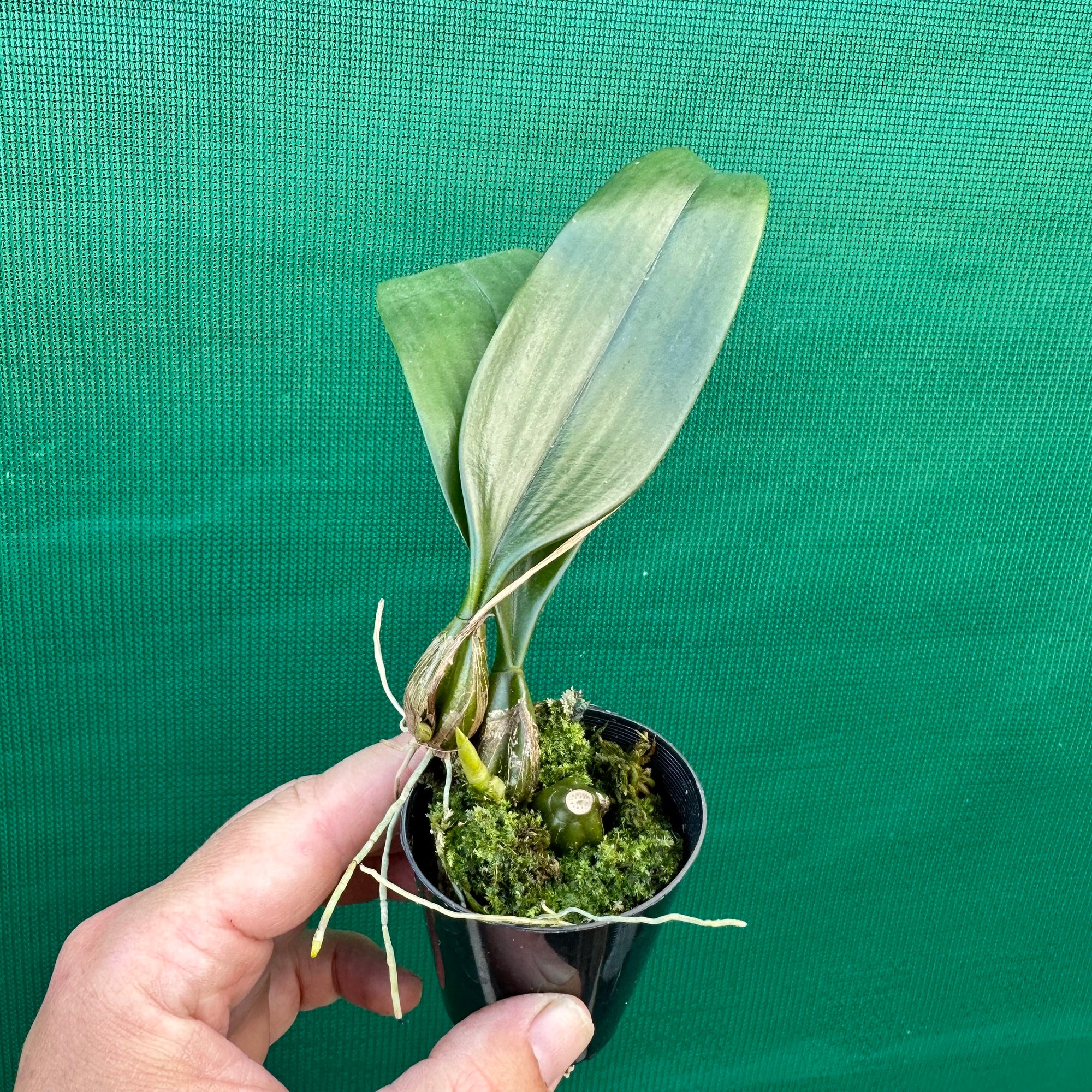 Orchid - Bulbophyllum longissimum NEW