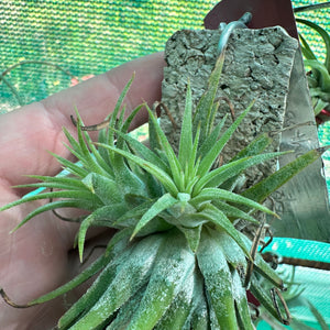 Tillandsia - ionantha 'Orange Knight' ex. Holm