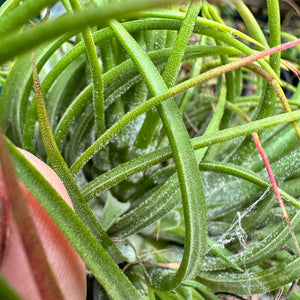 Tillandsia - ionantha 'Large Form Mullers' ex. JO