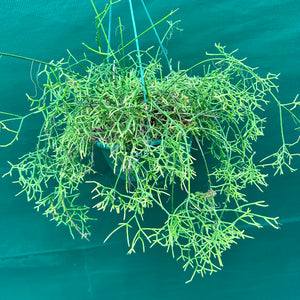 Rhipsalis cereuscula - R4