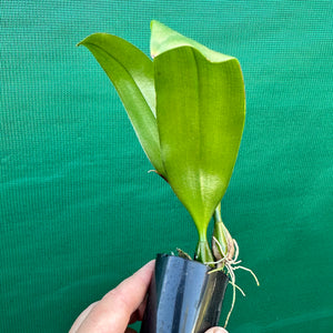 Orchid - Bulbophyllum longissimum NEW