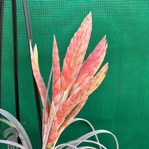 Tillandsia - zacapanensis ex. PT NEW