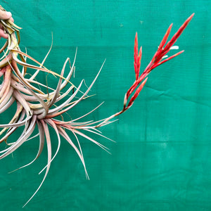 Tillandsia - buchlohii ex. PT NEW