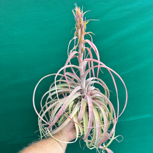 Tillandsia - Betty