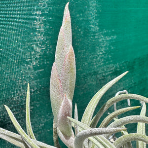 Tillandsia - klausii ex. BD NEW