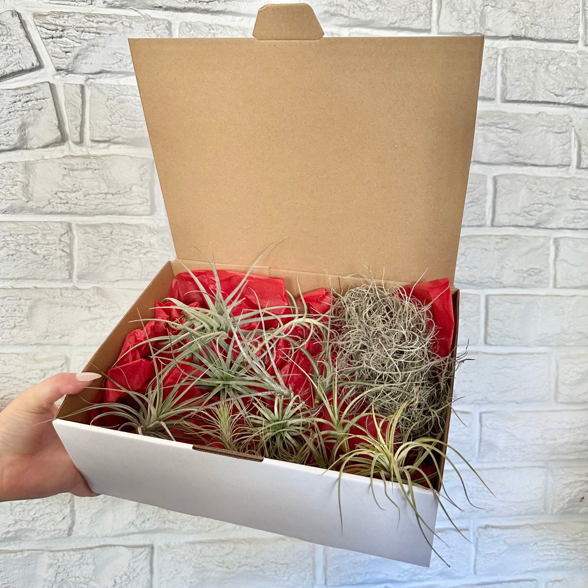 Air Plant Gift Box