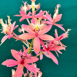 Epidendrum ‘Joseph Glow Hilpos’ NEW