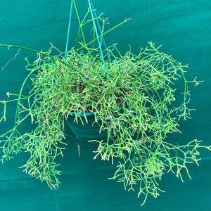 Rhipsalis cereuscula - R4