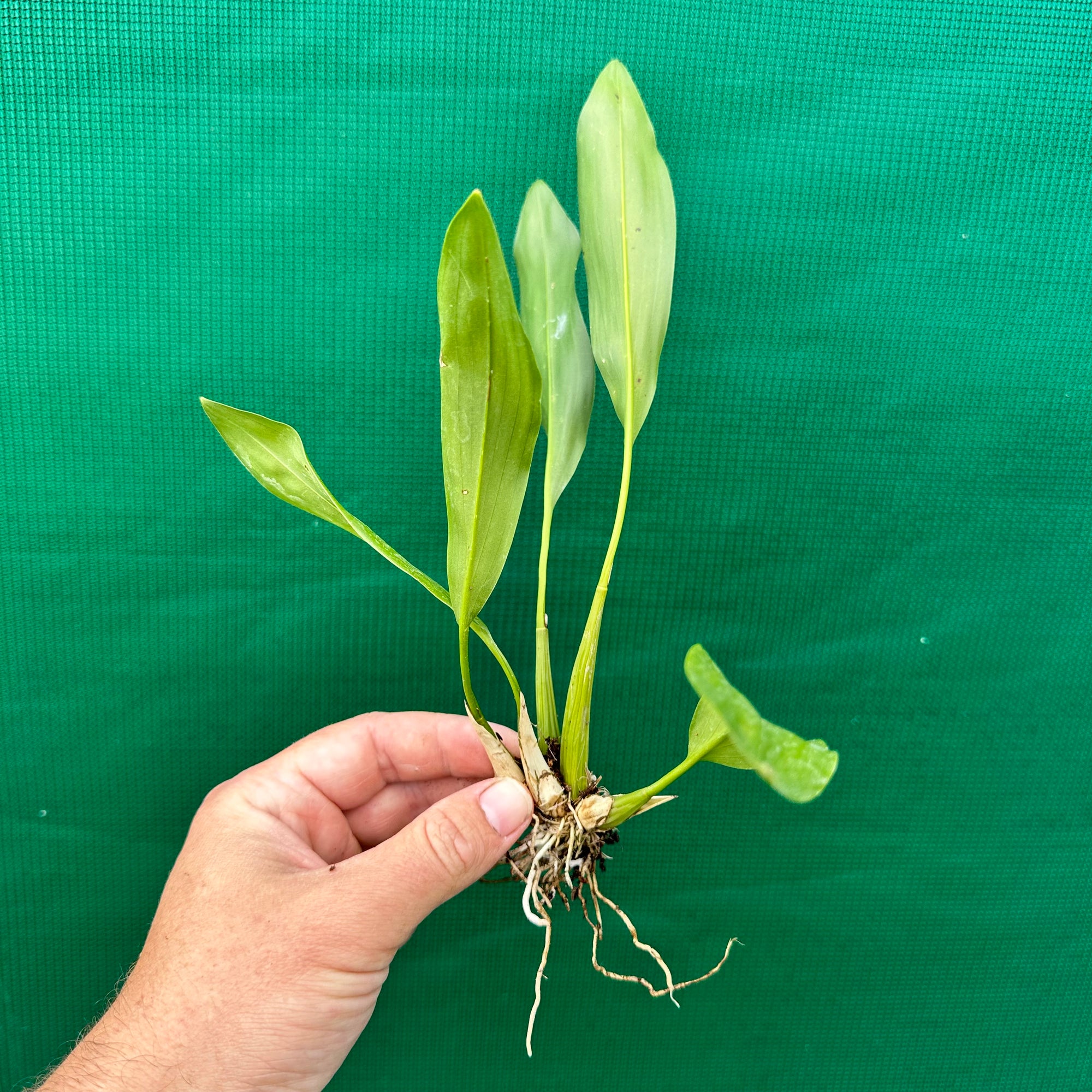 Orchid - Dendrobium cobbianum