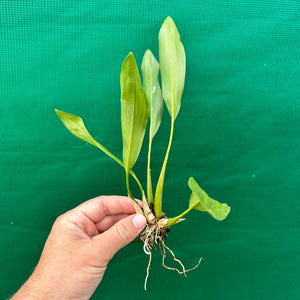 Orchid - Dendrobium cobbianum