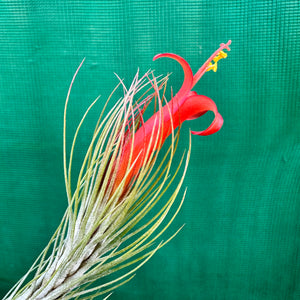 Tillandsia - funckiana ‘Very Strict Form’ ex. PT NEW