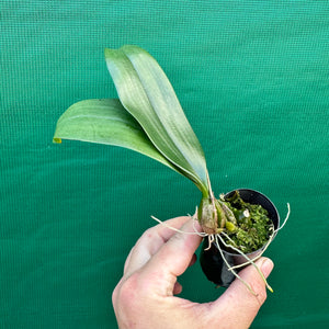 Orchid - Bulbophyllum longissimum NEW