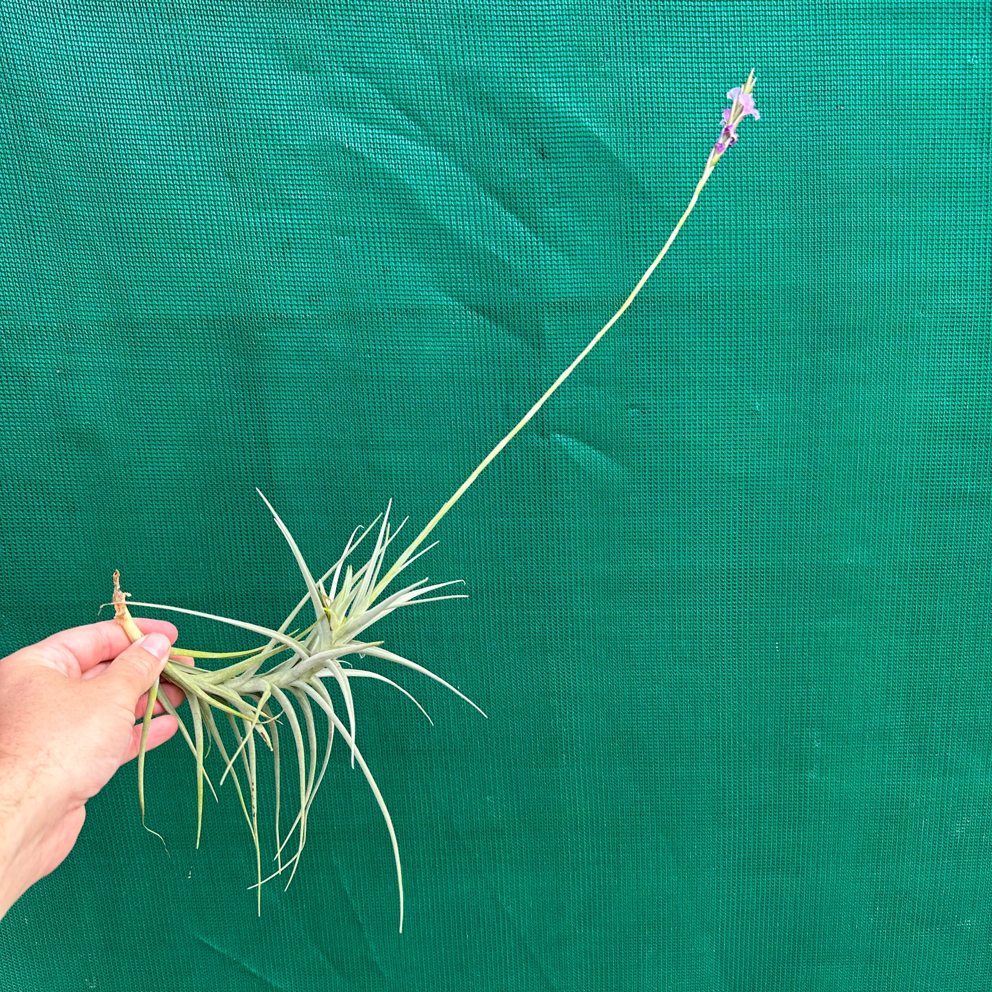 Tillandsia - paleacea ‘Ourime’ ex. CL