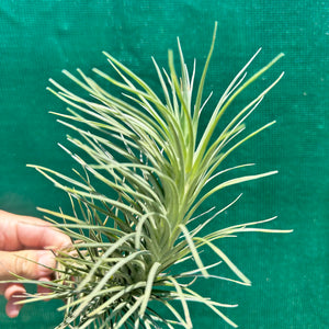 Tillandsia - tenuifolia ‘Valhalla S. Africa’ ex. PT NEW