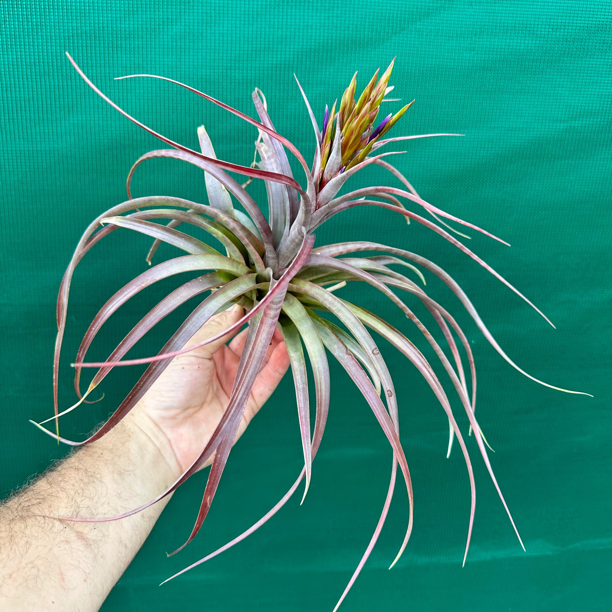 Tillandsia - rothii x capitata ex. HN