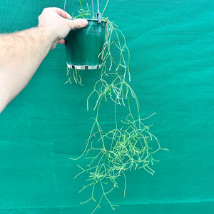 Rhipsalis teres f. Heteroclada - R14