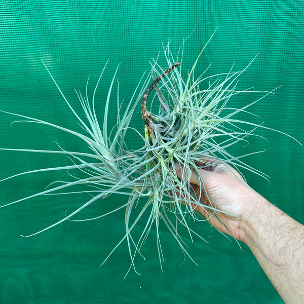 https://www.airplantdecor.com.au/products/tillandsia-caerulea-x-straminea-ex-pt-new