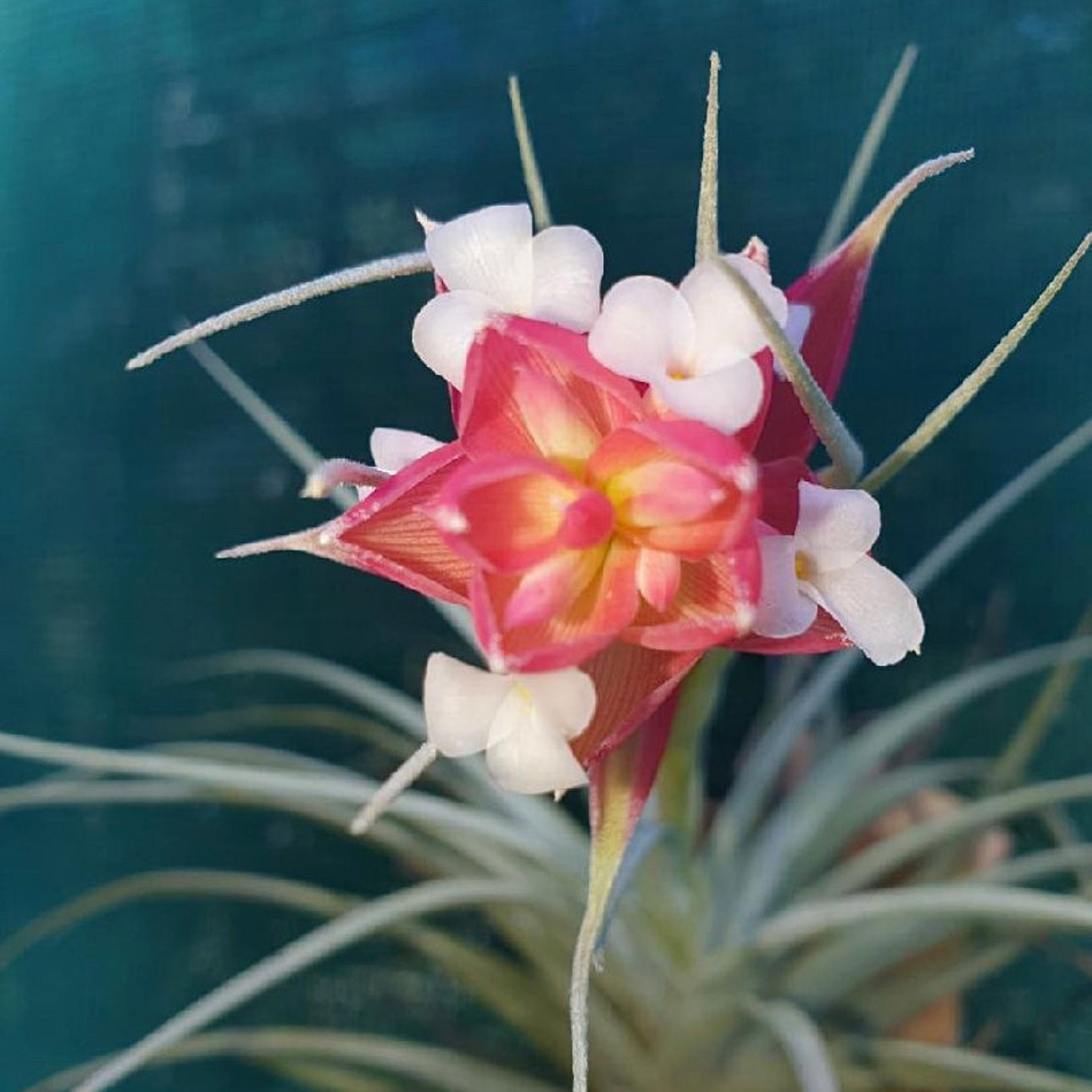 Tillandsia - Cherry Gem ex. BG NEW