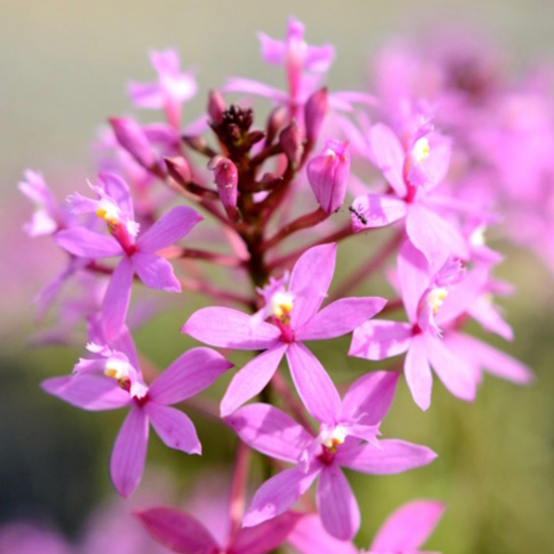 Epidendrum radicans ‘Light Pink’