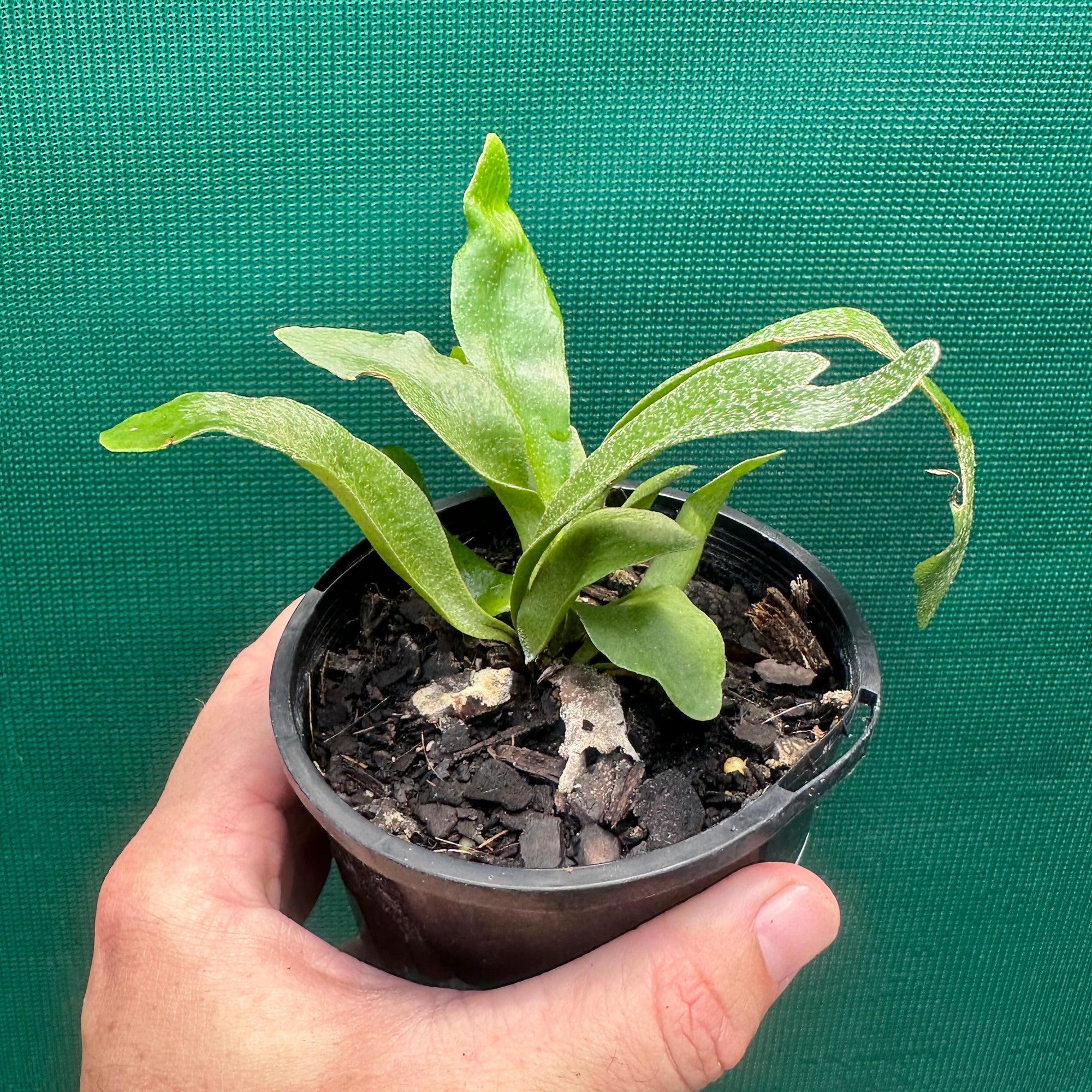 Platycerium - Netherlands ‘Elkhorn Fern’