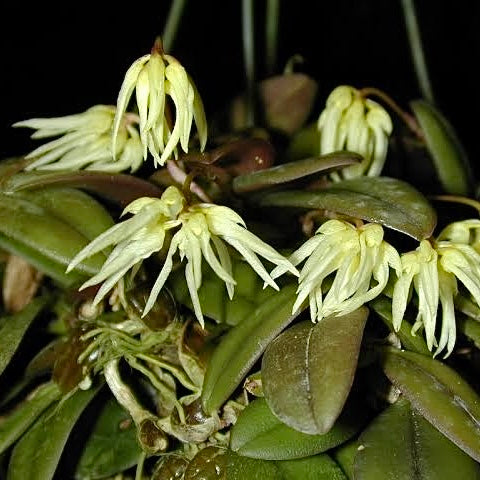 Orchid - Bulbophyllum purpurascens