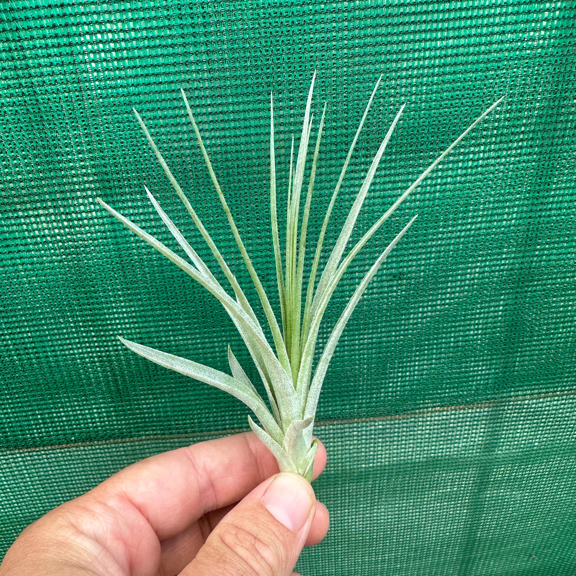 Tillandsia - Gardicta ex. CL NEW