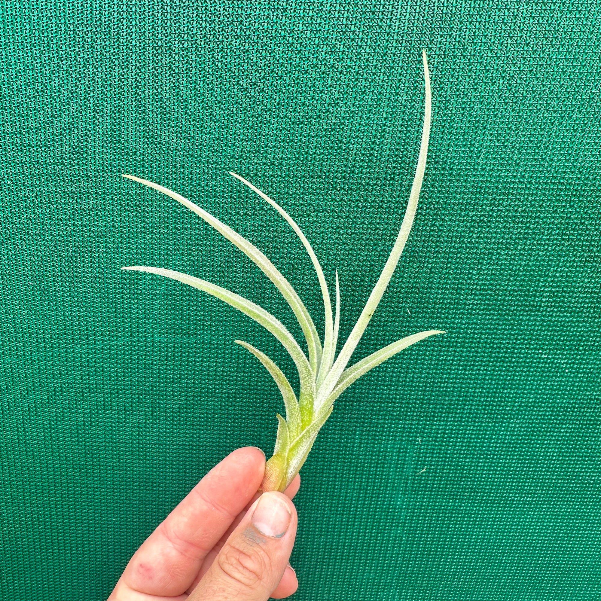 Tillandsia - chiletensis ‘Green Bract’ ex. PT NEW