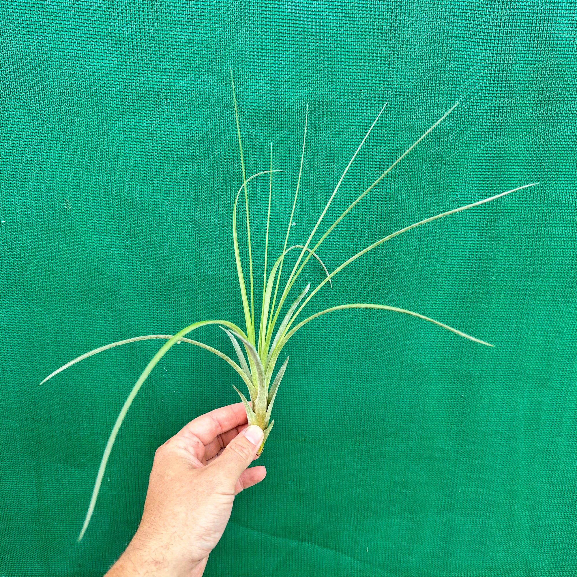 Tillandsia - aff rodrigueziana ‘Yellow’ ex. Richter NEW