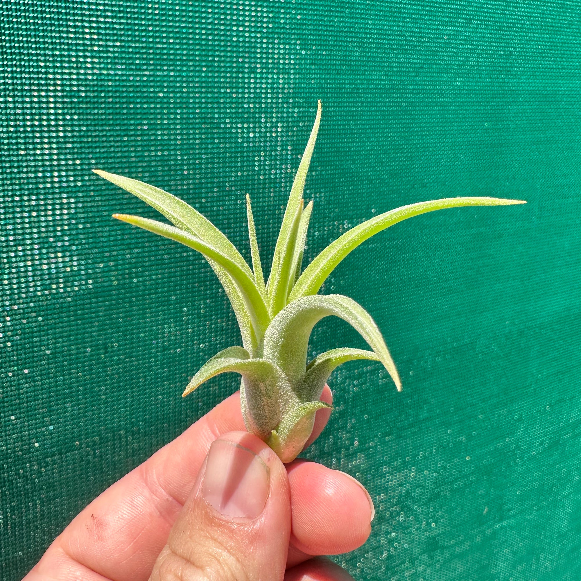 Tillandsia - ionantha x caput-medusae ex. SN NEW