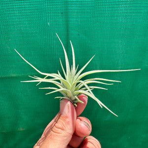 Tillandsia - recurvifolia ex. PT