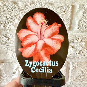 Zygocactus Cecilia