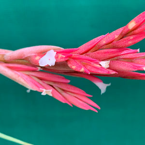 Tillandsia - globosa x vernicosa ex. Holm