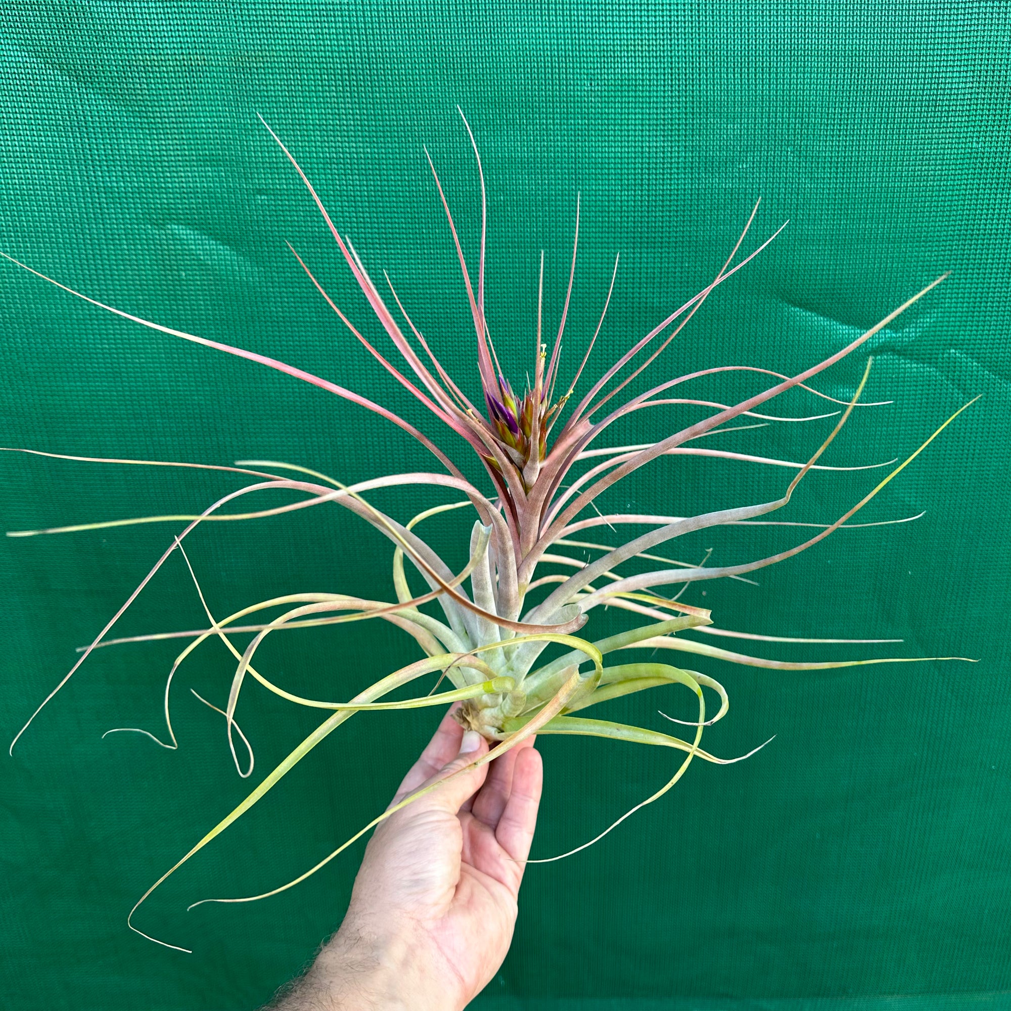 Tillandsia - Maria Teresa L ex. JO NEW