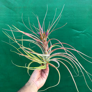 Tillandsia - Maria Teresa L ex. JO NEW