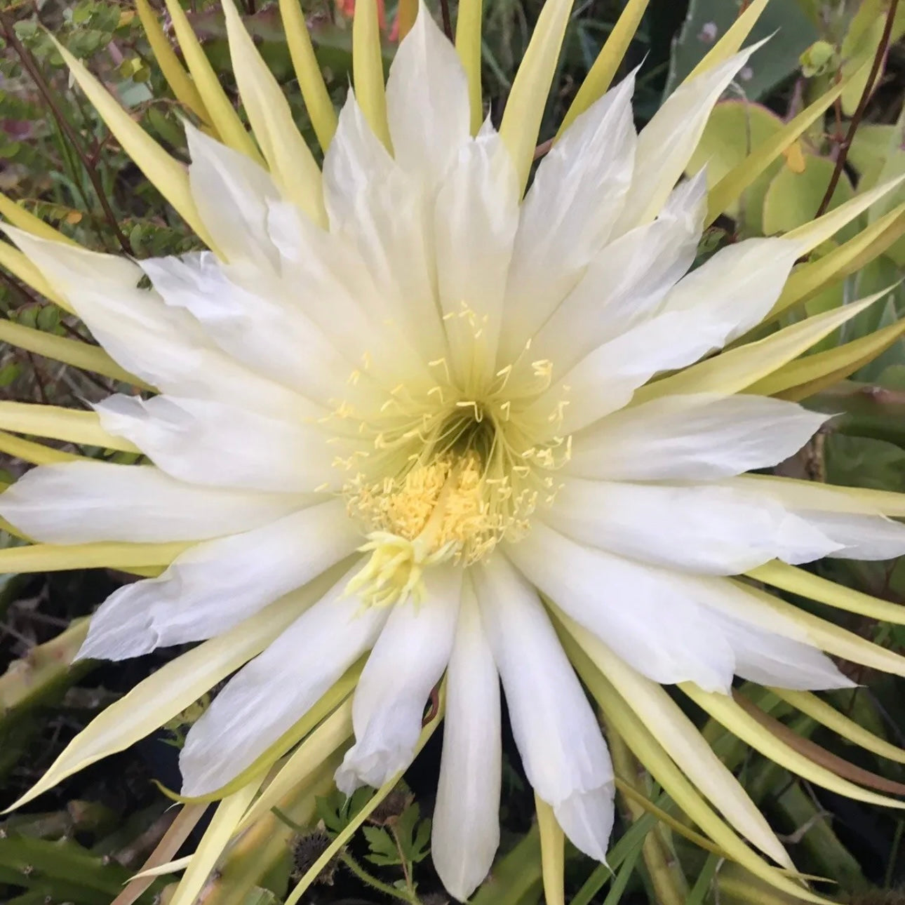 Selenicereus spinulosus