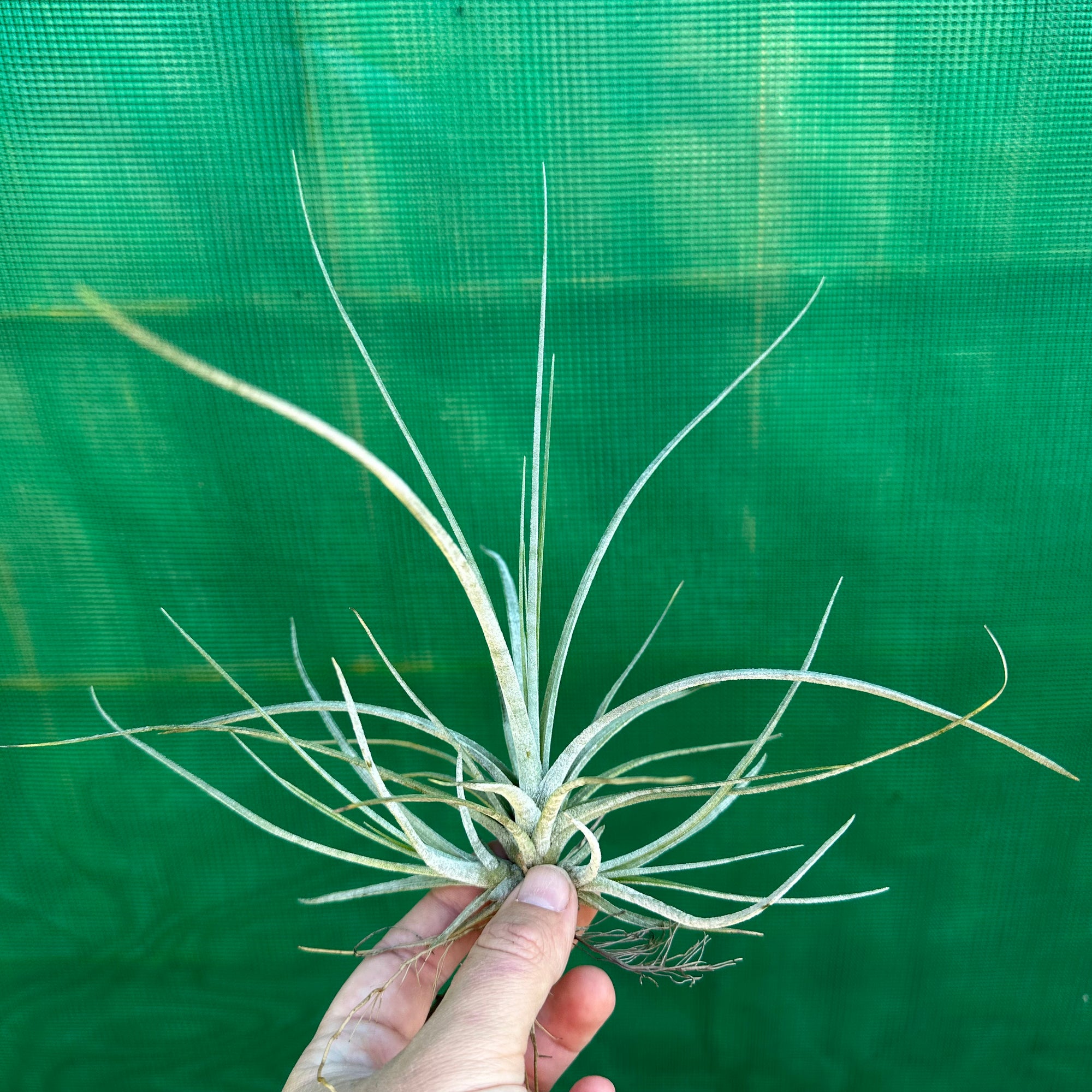 Tillandsia - juncea x schiedeana ex. BH